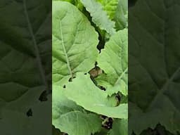 Getting into Gardening (#TracyAWillis)