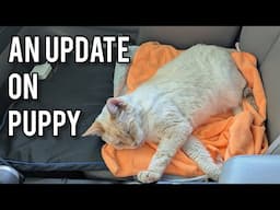 An update on Puppy (kidney disease? CKD? Arthritis? PEMF for cats?)