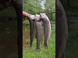 Catching trout to eat with my Altoids tin survival fishing kit - full video on my channel