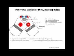 Mesencephalon. Horizontal  short lecture in English for medical students