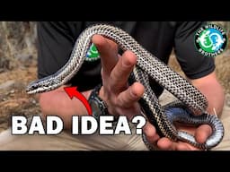 We Caught the Most VENOMOUS Snake in Chile to Prove THIS (ft. @AnimalEncountersEP)