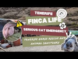 Shocking Cat Emergency! Paralyzed From the Neck Down - Finca Life Tenerife Horse Rescue