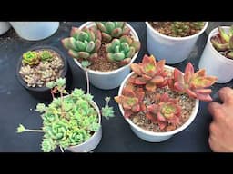 SOME DETAILS ABOUT SUCCULENT ARRANGEMENTS
