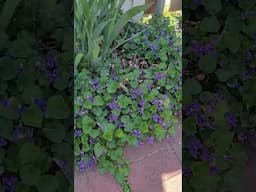 The Prettiest Weed I Can't Stand - Wild Violet