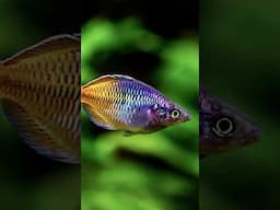 Boesemani Rainbowfish TANK SIZE