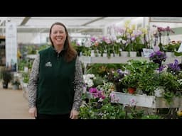 PETITTI Oxalis Spotlight | How to Grow, Care For & Propagate Wood Sorrels