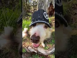 This Dog will Stop the War #shorts