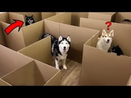 Huskies vs Cats: Who Will Be The First To Find A Way Out of The Maze?