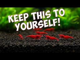 10 Shrimp Breeding Secrets I Wish I Knew 10 Years Ago 🦐