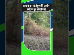Pench Tiger Reserve के जंगल में Tiger के डर से Leopard की छलांग, पर्यटक हुए रोमांचित | Jabalpur news