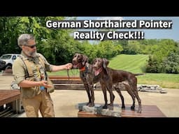 German Shorthaired Pointer: Suburban Lifestyle Reality Check