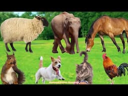 Cute Animals and Pets: Horse, Cow, Dog, Sheep, Cat, Chicken, Duck, Elephant – Animal Videos