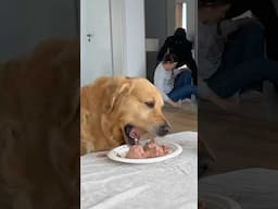 I faked a break-in… My dog faked loyalty! #leofucarev #goldenretriever
