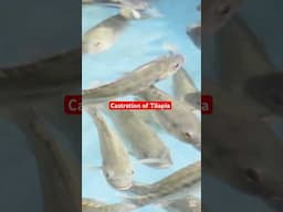 Castration of tilapia farming #foryou #shorts #tilapiafarming #tilapia #fishfarming #aquaculture