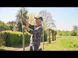 Pollard willow trees - Update - as requested.