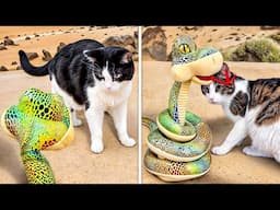 We Tested Cats vs Dancing Snake and the Results Are Surprising!