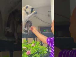 "प्रकृति का प्यारा क्षण: लंगूर के शिशु ने अपनापन जताया"