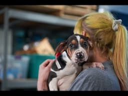 Animal Humane Society Welcomes 24 Puppies