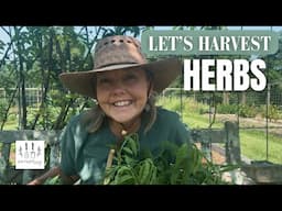 Harvesting & Drying Herbs From The Potager Garden