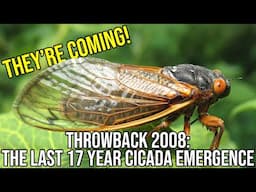 Throwback 2008 - The Last Time We Saw the 17-Year Cicada