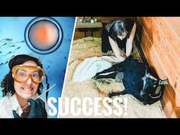 My First Artificial Insemination Goat Just Gave Birth! (goat labor & delivery)