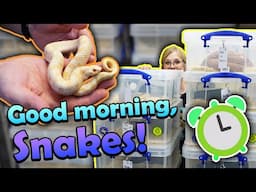 Taking our Snakes out of Brumation! (2025)