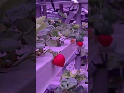 Shade of Greens Strawberries and Hydroponics