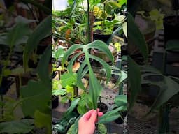 Monstera burle marx flame at Perfect Choice Nursery Garden Center