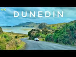 Dunedin New Zealand Scenic Drive 2025 4K | Portobello to Allans Beach | Otago Peninsula Driving Tour