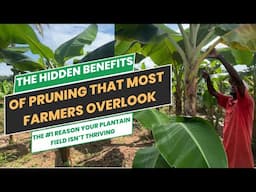 PRUNE OR PERISH: SKIPPING STEPS COULD DESTROY YOUR HARVEST/ #1 REASON YOUR PLANTAIN ISN’T THRIVING/