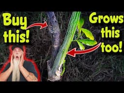 Beware! They Don't Tell You This When Buying  Fruit Trees.