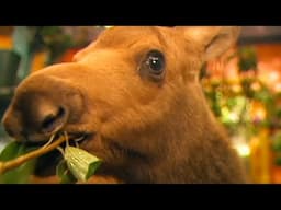 Zoboomafoo - Mighty Moose | WildBrain Zoo | Animal Lovers Kids Show