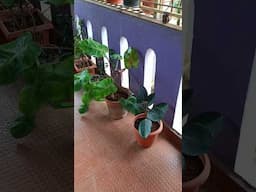 Rubber plants repoting