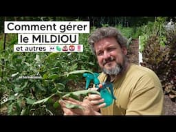 Le guide complet pour gérer le MILDIOU de la tomate (et autres maladies du même acabit)