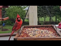 Bird Feeders and Bird Sounds | CAT TV - Birds For Cats To Watch