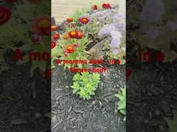 Ducks flowers flag pole and picknik tables!!!