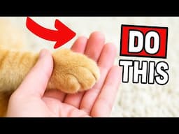 If You Do These Things, Your Cat Will Finally Know You Love Them