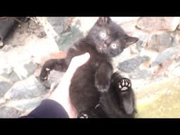 Five new black kittens of Mama Gray