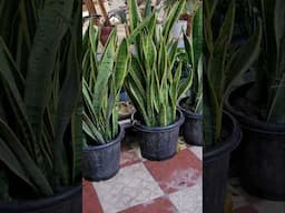 Beautiful Snake Plant Garden 🐍#gardening #plants