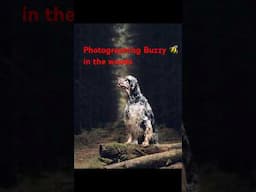 Photographing Buzzy 🐝 dog 🐶 in the woods #canonr6markii #dog