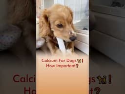 Calcium For Dogs 🦮❗️ How Important❓