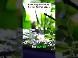 Bacopa: The Coolest Floating Aquarium Plant for Fry!