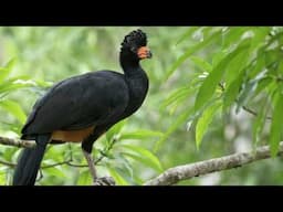 Rare Beautiful Wattled Curassow of Amazon