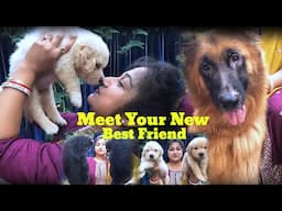 Meet Your New Best Friend – Golden Retriever & Long coat German shepherd Puppy