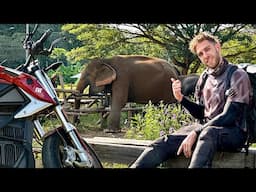 I found the Elephants in Thailand! 🇹🇭
