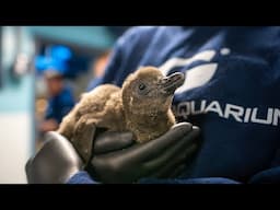 Meet Our NEWEST African Penguin Trio!