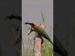 A white fronted bee-eater prepares dinner🪳