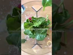 DAY 5: MIXED BERRY SUNSHINE SMOOTHIE.