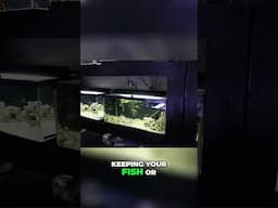 Aquarium Algae Control: Nutrients, Fertilizers & Fish Feeding