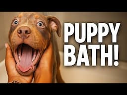 Snohs Bath Routine Over Time 🫧💕🐾 | Puppy Bath Routine